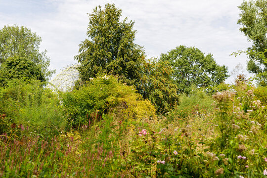 Geodesic dome structure peeking through dense foliage in a vibrant botanical garden on a cloudy day.