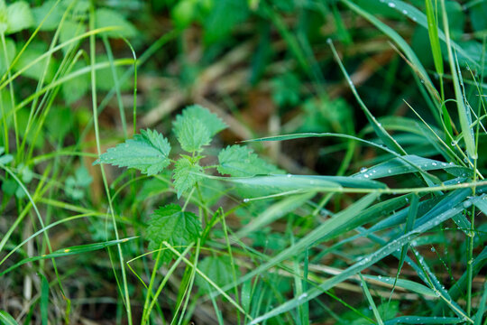 Detailed view of fresh green grass and young nettle leaves adorned with sparkling water droplets.