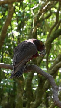 Kaka parrot perching on branch in native New Zealand forest holding food.