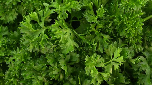 Closeup of fresh green parsley leaves rotation top view. 