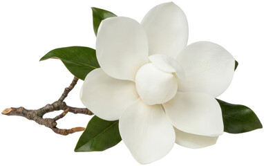 Blooming white magnolia flower on black background. © Basiron