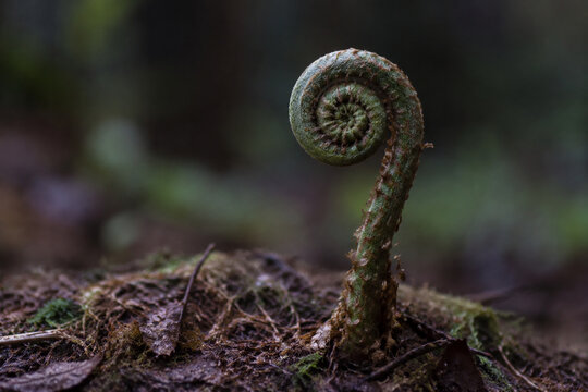 Involute fern fiddlehead in forest moss, growth and nature renewal concept
