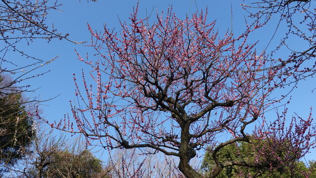 美しい梅の花