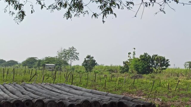 Traditional chili plants (Capsicum annuum) cultivated simply in a rural agricultural area, using basic planting methods and modest field conditions. The scene represents small-scale farming practices 