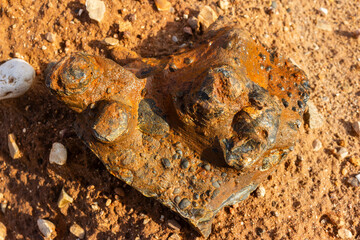 Silicified brachiopod fossils embedded in a weathered stone block found in a rustic quarry, showcasing intricate prehistoric shell imprints and natural geological textures under warm sunlight © PhotoChur