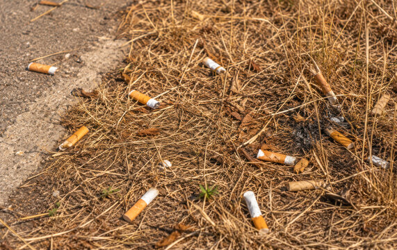 Cigarette Butts Discarded in Dry Grass Creating Fire Hazard and Environmental Pollution (KI)