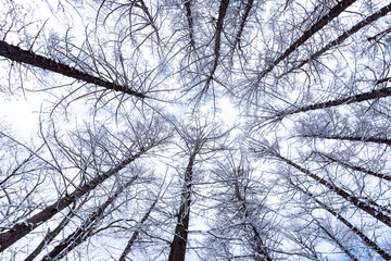 Obraz premium Winter forest canopy viewed from below: bare tree branches reaching toward overcast sky, minimalist landscape with intricate branch patterns and cool tones