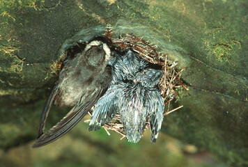 01149-002.09 Chimney Swift (Chaetura pelagica) adult with nestlings at nest in cistern   IL © Daybreak Imagery