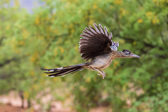 01107-00711 Greater Roadrunner (Geococcyx californianus) in flight in desert Pima Co. AZ