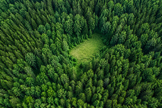Dense summer forest canopy with meadow clearing in Finland, nature and environment concept