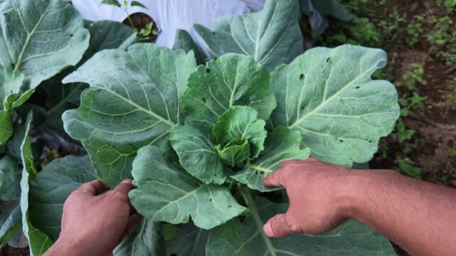 Hands tending young cabbage plant.