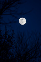 Mond mit Ästen im Vordergrund © Christian
