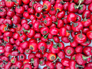 Świeże czerwone papryczki czereśniowe, pikantne małe papryki chili, ostre warzywa i naturalne tło kulinarne. © Henryk Guziak