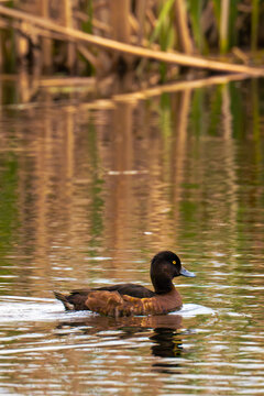 Ente auf Wasser