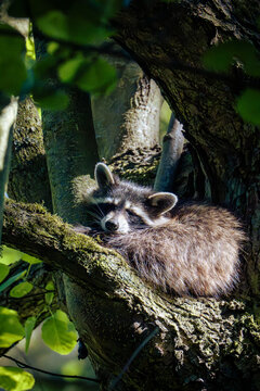 Schlafender Waschb&auml;r im Baum