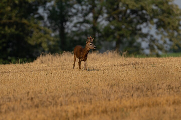 Rehbock auf Feld © Christian