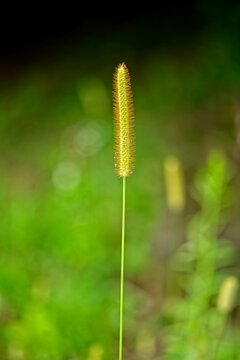 Minimalist golden foxtail grass seed head centered against a smooth green background.