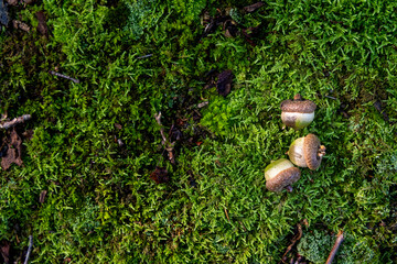 Acorns on Lush Green Moss, Three ripe acorns rest on a vibrant carpet of soft green moss, hinting at the forest floor's natural beauty and autumn bounty © Don Mroczkowski