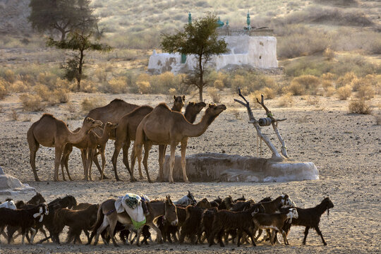 Bijnot, Punjab, Pakistan - 09 March 2017: View of camels and goats gathered near a water trough in the Cholistan Desert with a small white shrine in the background.