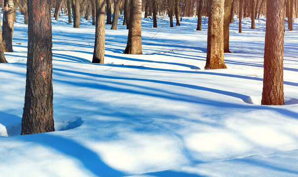 Winter forest background with trees in the snowdrifts lit by evening sunset light in cold and sunny January day