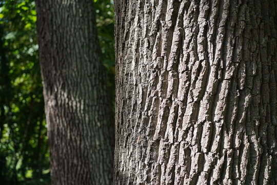 Detailaufnahme der groben Borke eines alten Eichenstammes (Quercus robur) mit einer zweiten Eiche im verschwommenen Hintergrund im Wald