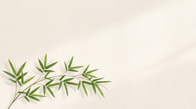 Top view of green alfalfa sprouts arranged in a circular pattern on a clean