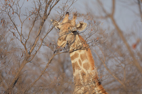 Girafa comiendo entre arboles