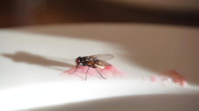Close-up of a fly on a plate. A fly eats from a plate. An insect on a platter indoors. The concept of hygiene and environmental pollution.