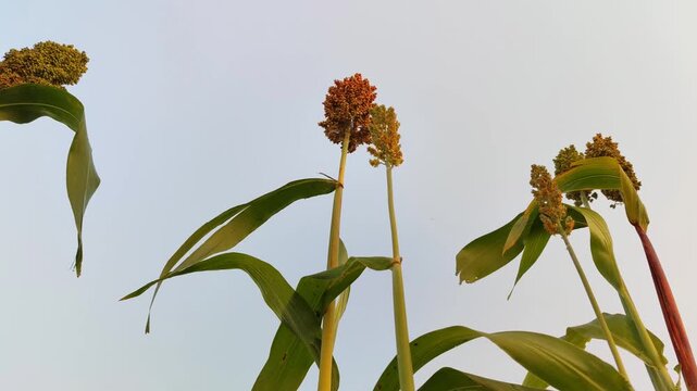 Sorghum bicolor plants growing in a cultivated garden, featuring tall stalks and mature grain heads, representing a resilient cereal crop for sustainable agriculture.