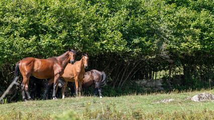 horse and foal © marguerite