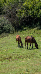 horses in the meadow © marguerite