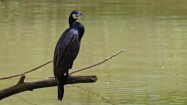 The great cormorant, Phalacrocorax carbo known as the great black cormorant across the Northern Hemisphere, the black cormorant in Australia and the black shag further south in New Zealand