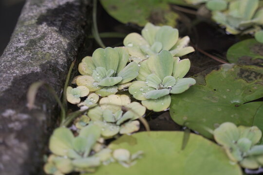 Water lettuce floating on pond surface