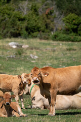 cow and calf in the meadow © marguerite