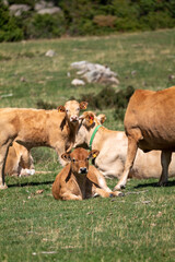 cow and calf © marguerite