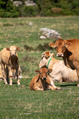 cow and calf in the meadow © marguerite