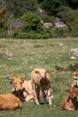 cows in a field © marguerite