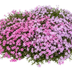 Obraz premium Creeping Phlox (Phlox subulata) carpet of pink and lavender blooms isolated on transparent background highlights dense mat-forming perennial groundcover, starry flowers, and fine needle-like foliage.