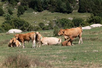 cows in a field © marguerite