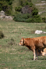 cow on the meadow © marguerite