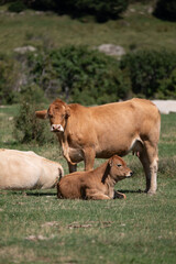Fototapeta premium cow and calf