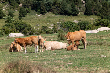 cows on the meadow © marguerite