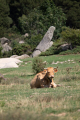 cow in the field © marguerite