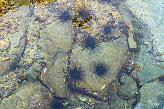 Sea Urchin in Kota Kinabalu beach