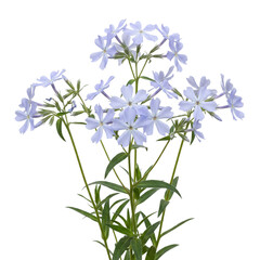 Obraz premium Wild Blue Phlox Phlox divaricata pale blue star shaped flowers isolated on transparent background