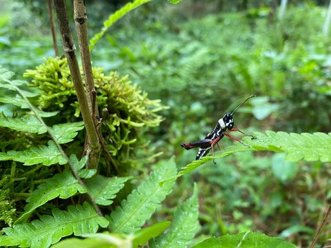 Belalang-belalang berwarna-warni bertengger di atas daun di tengah hutan