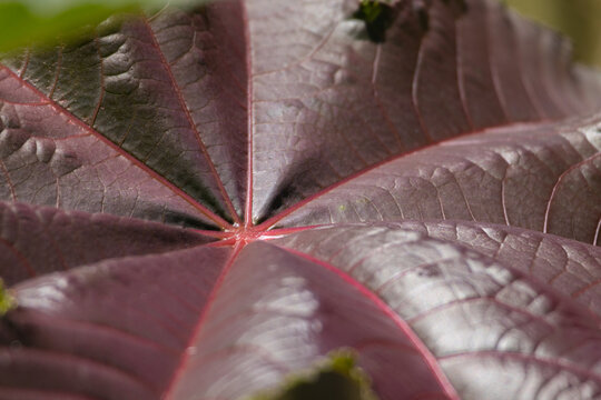Close-up showing details of a purple leaf texture