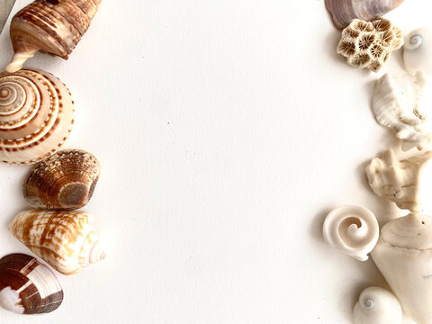 seashells frame on white background whit copy space