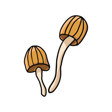 cute vector plant mushroom illustration for nature design