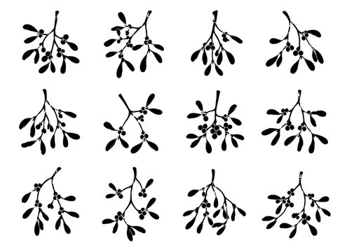 Mistletoe silhouette collection with twelve different botanical branches featuring rounded berries and distinctive leaves for Christmas, winter and festive decoration